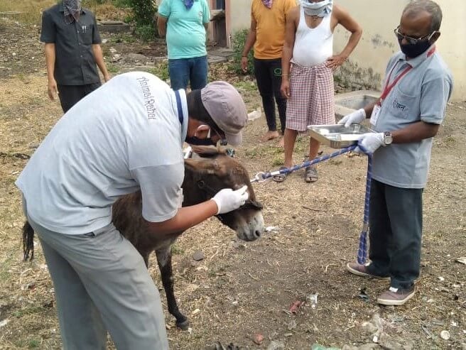 Animal Rahat's veterinary staff members treat abrasions near the donkey's eye.