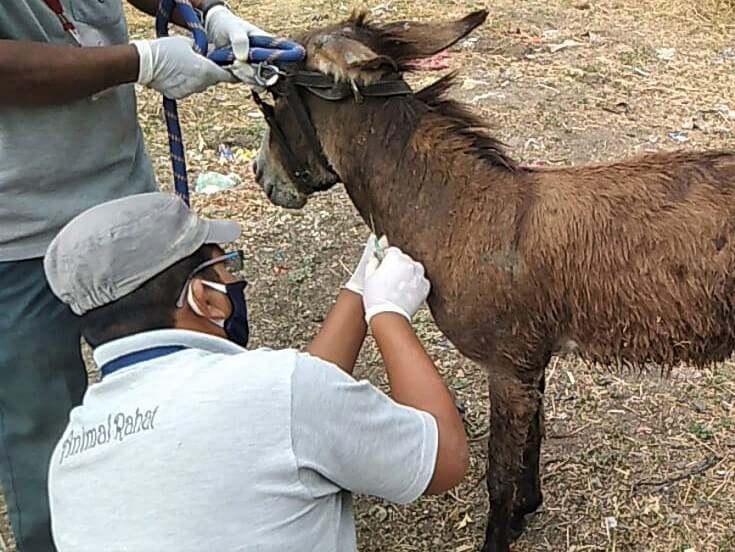 The veterinarian injects a painkiller to minimize the donkey's discomfort.