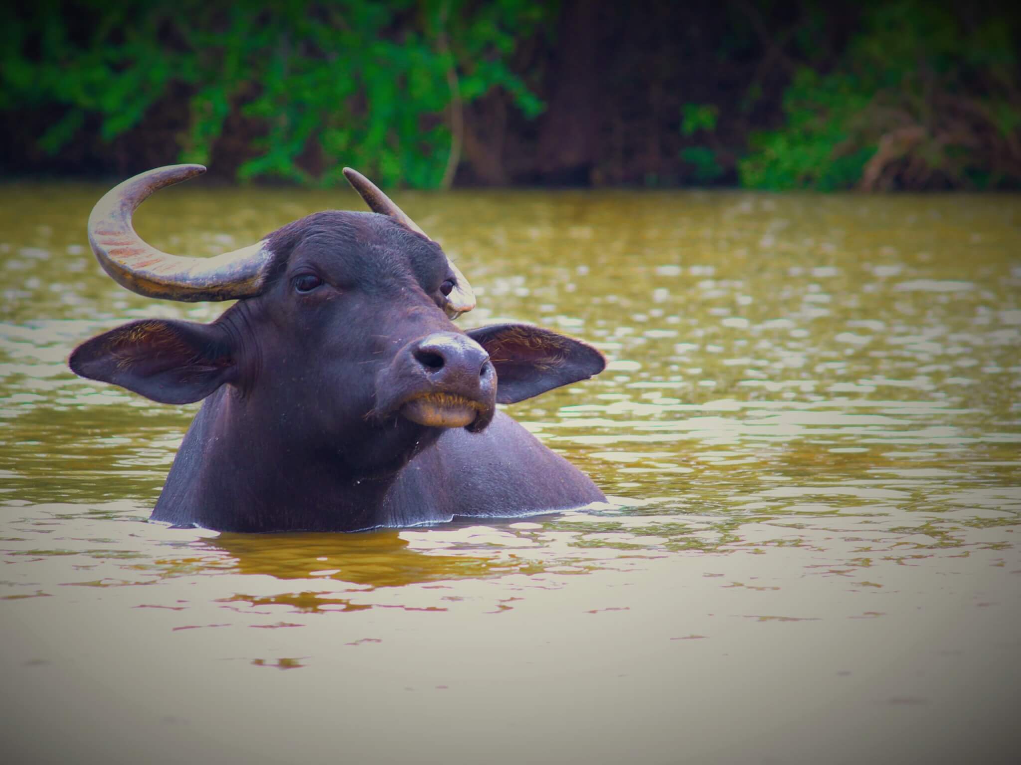 Rescued buffalo Kalu loves swimming in the pond.