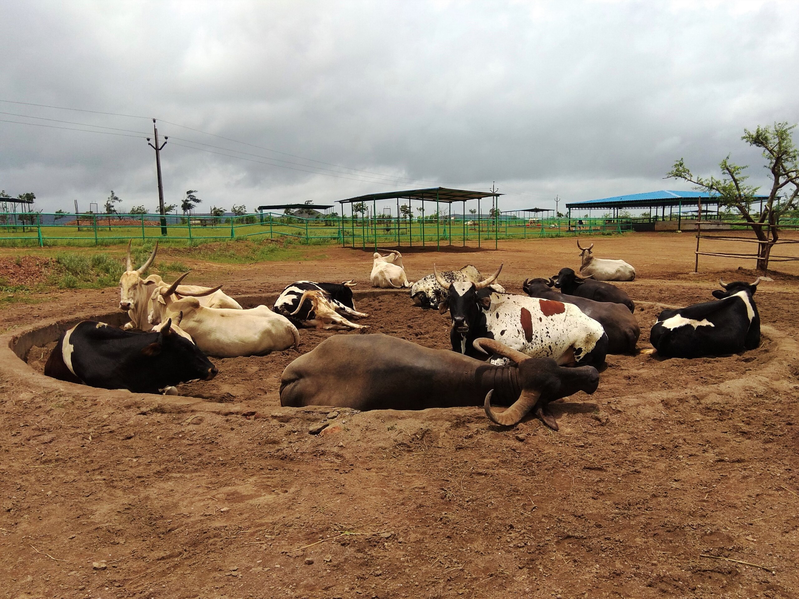 One of the rescued buffaloes joins rescued bullocks at the sand pit for some midday lounging.