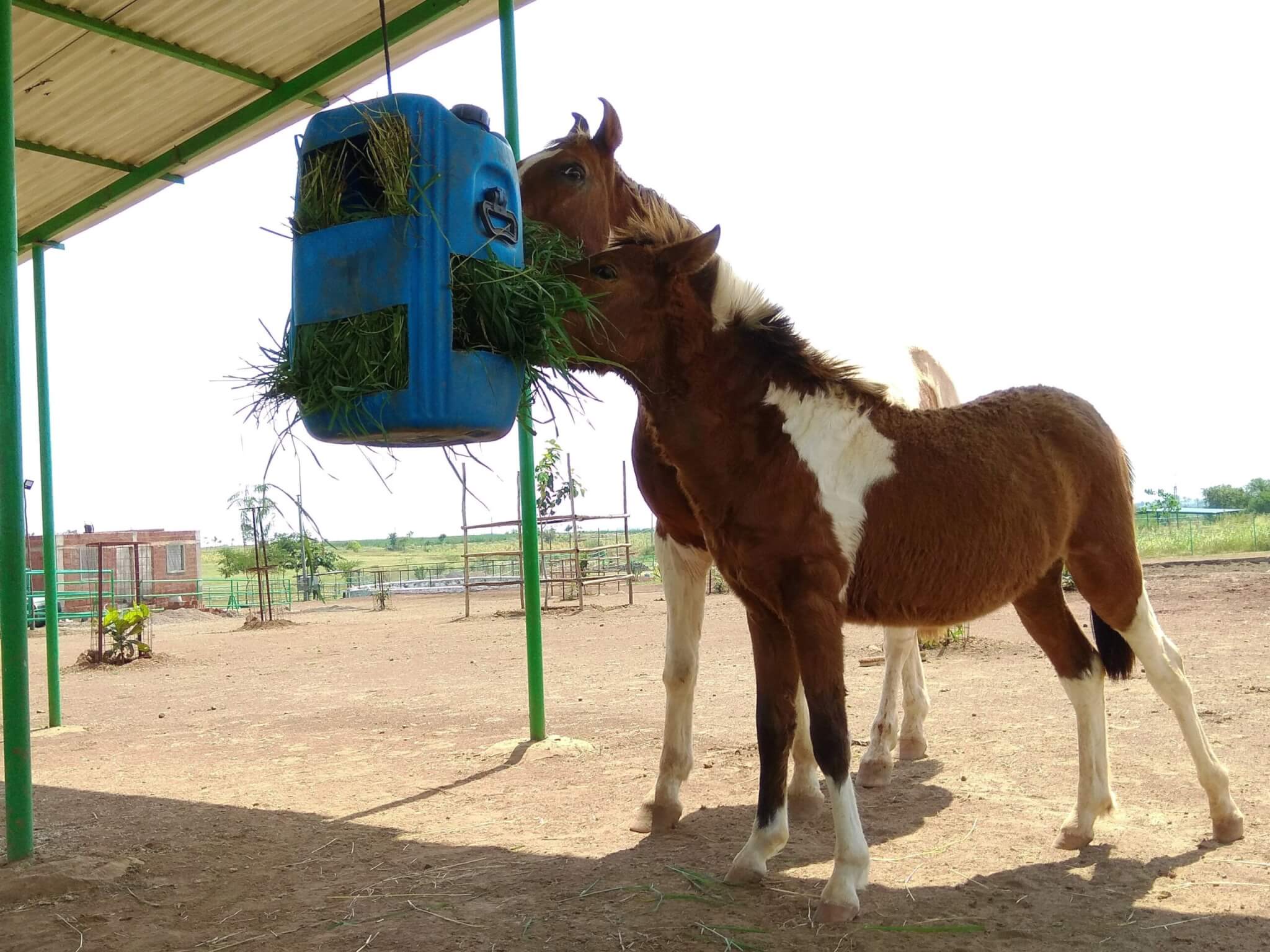 A rescued horse and pony work to get fresh, green grass out of an enrichment device.