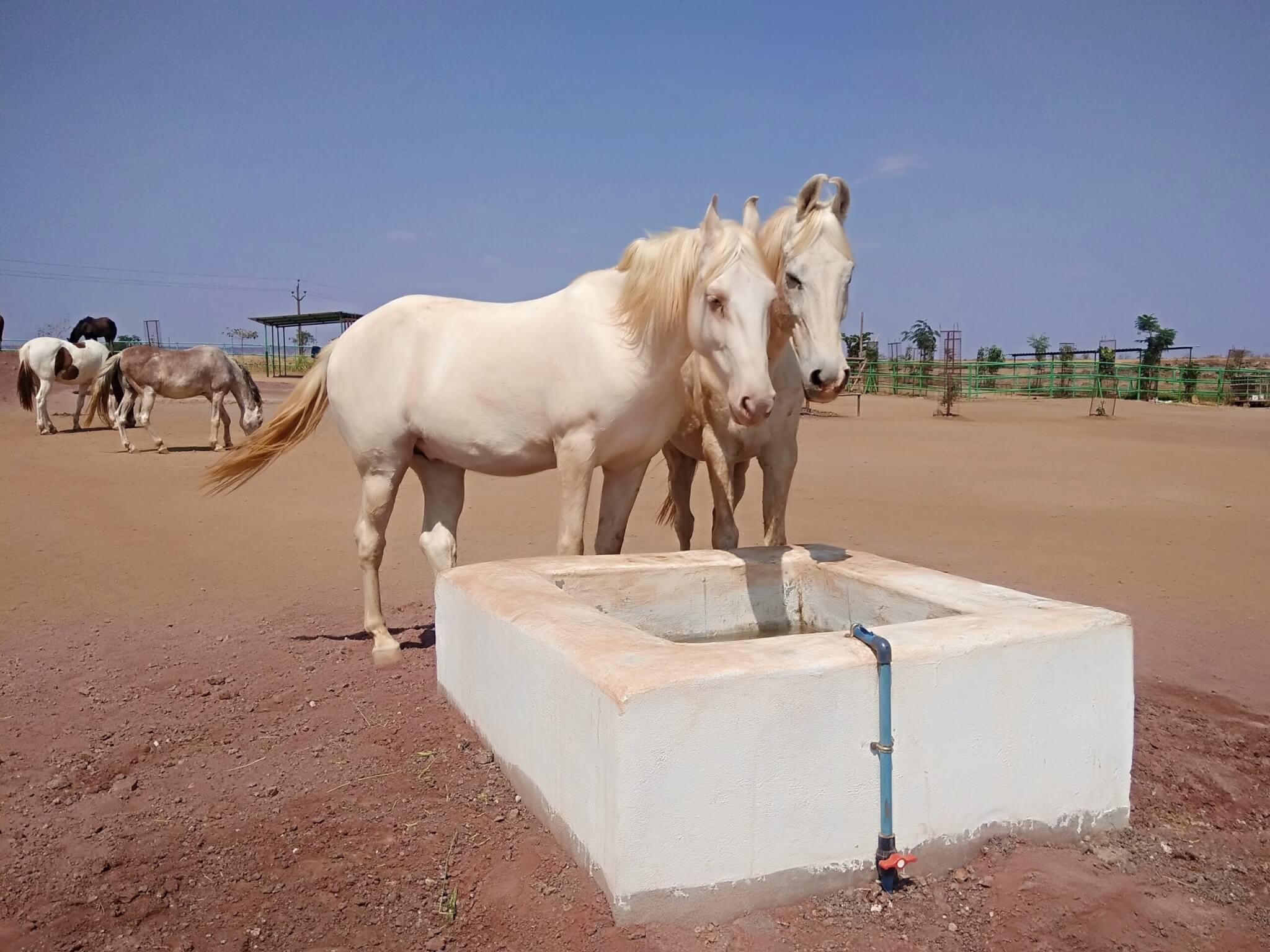 Rescued horses are ready to drink from a freshly cleaned water trough.