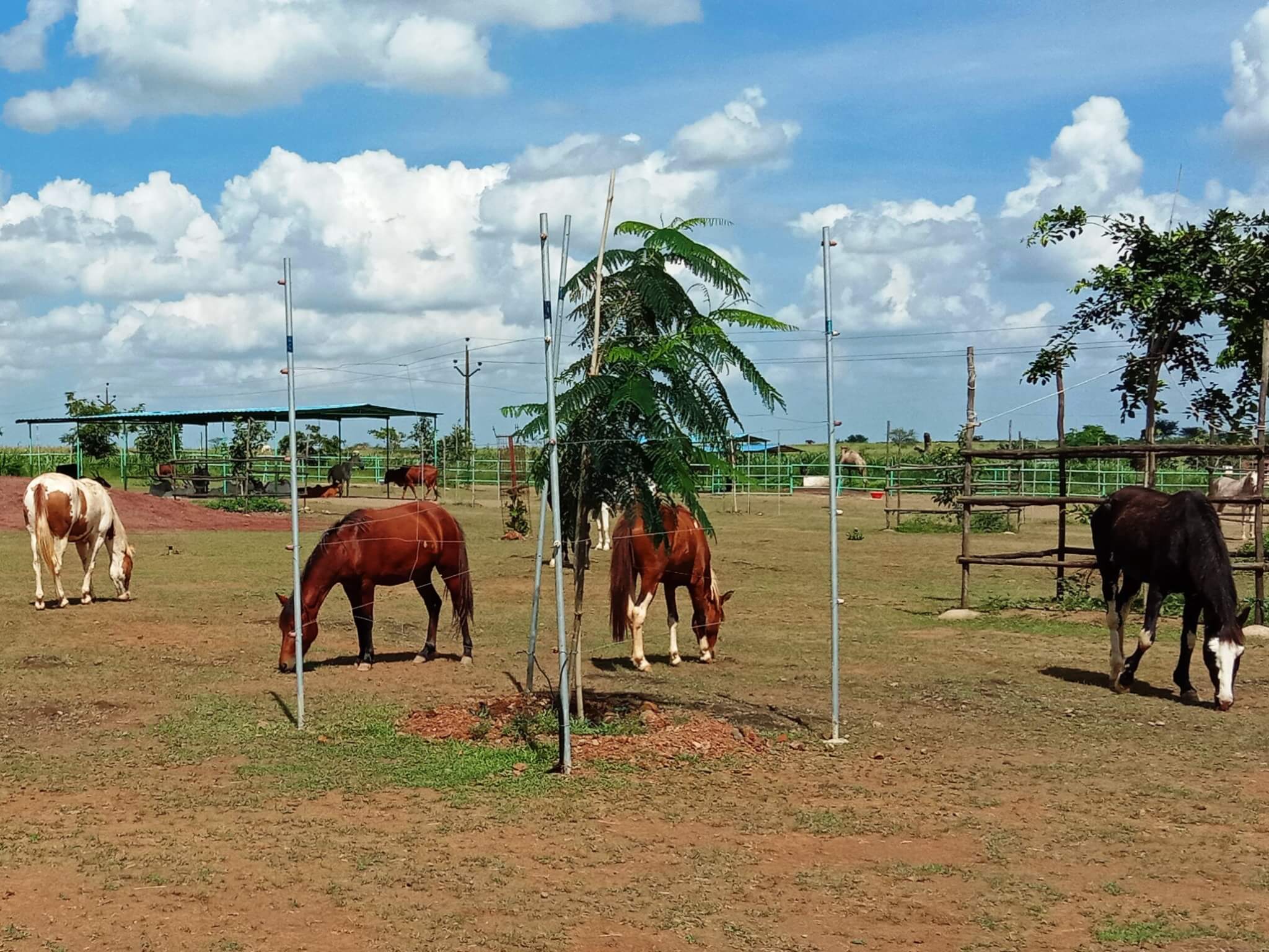 Rescued horses and ponies graze on green grass that grows between the sanctuary's trees.