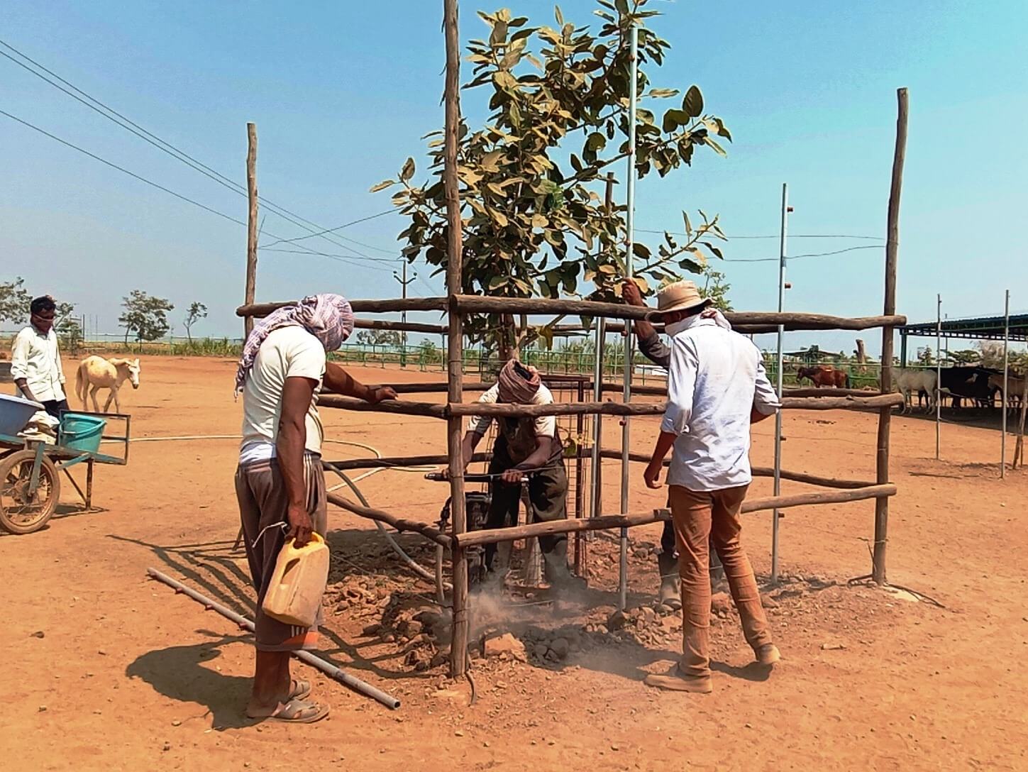 Animal Rahat sanctuary staff repair fencing around a young tree.