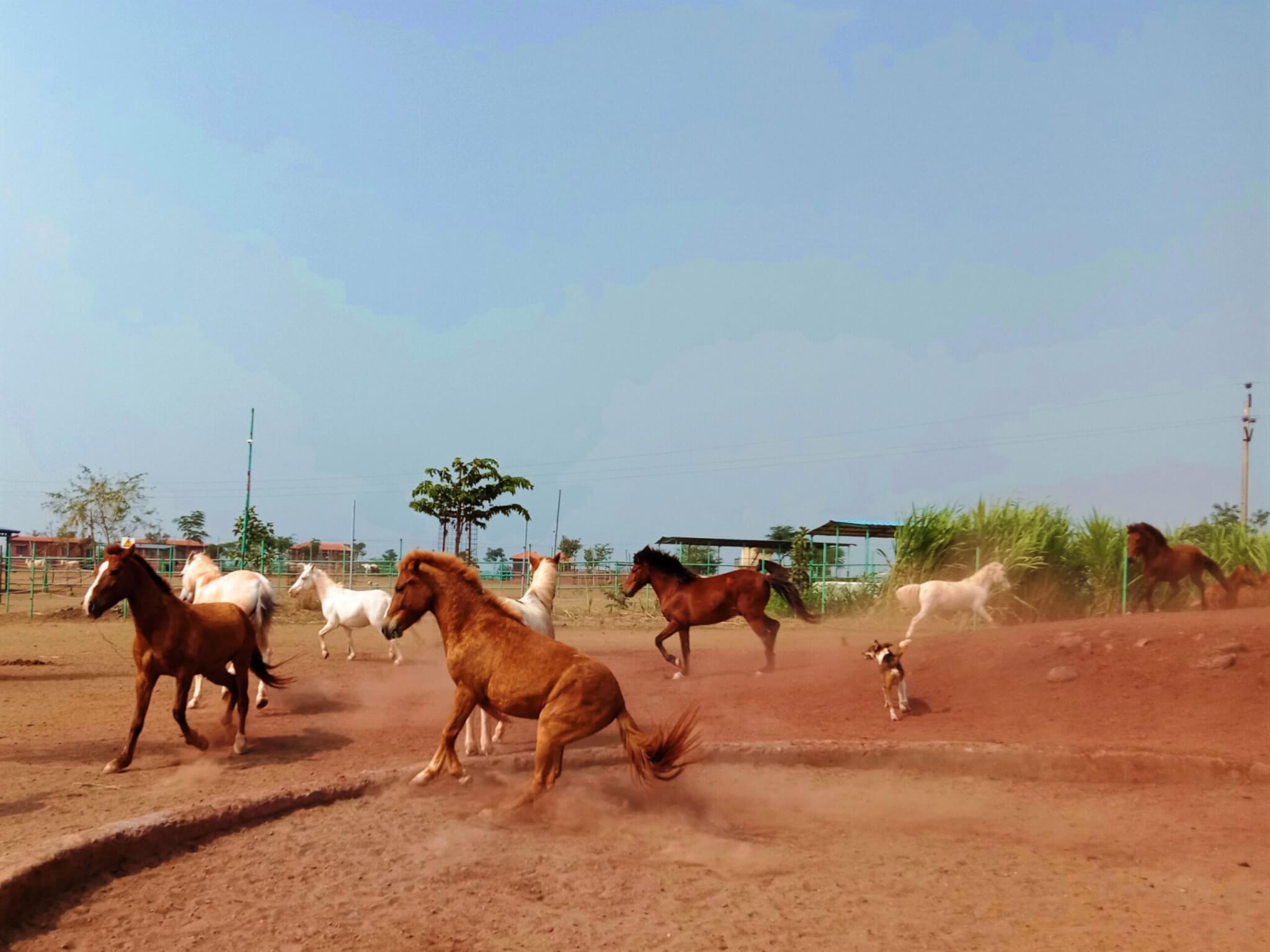 The rescued horses and ponies take advantage of the open space at the sanctuary to run and play.