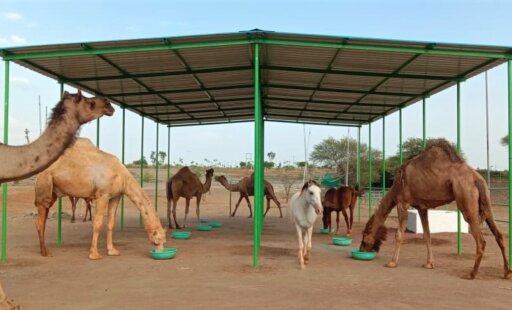 A Shady Spot for Camels and a Behind-the-Scenes Look at the Sanctuary