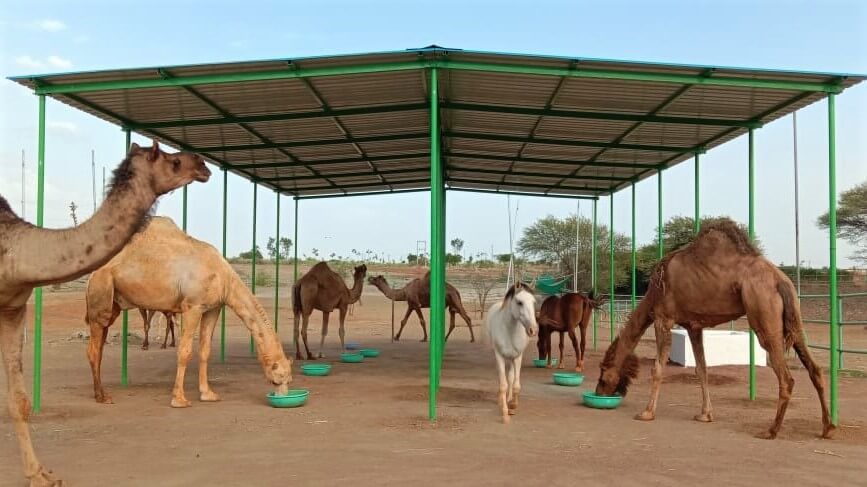 The rescued and retired camels enjoy their new shelter and even share the shade with some of their fellow sanctuary residents.