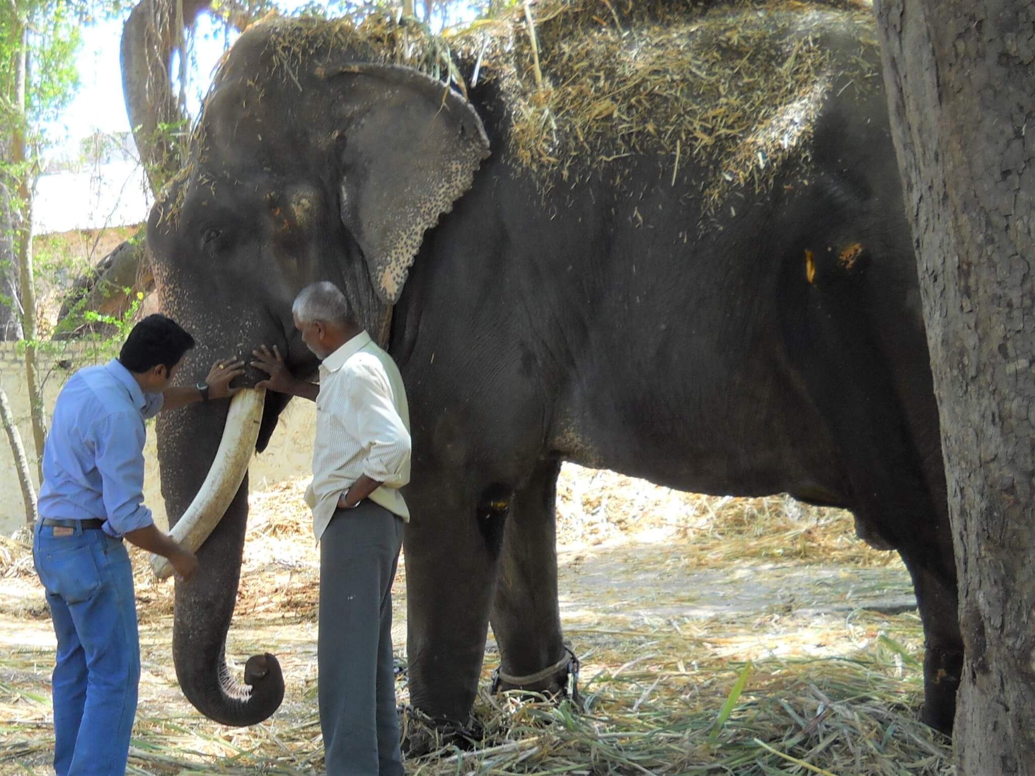 An Animal Rahat veterinarian examines a chained Gajraj.