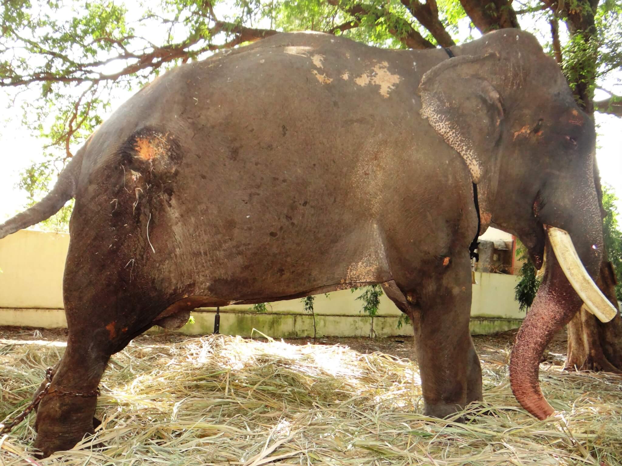 This photo, also taken at the temple, shows some of Gajraj's wounds, including a large abscess on his flank and another abscess on his shoulder.