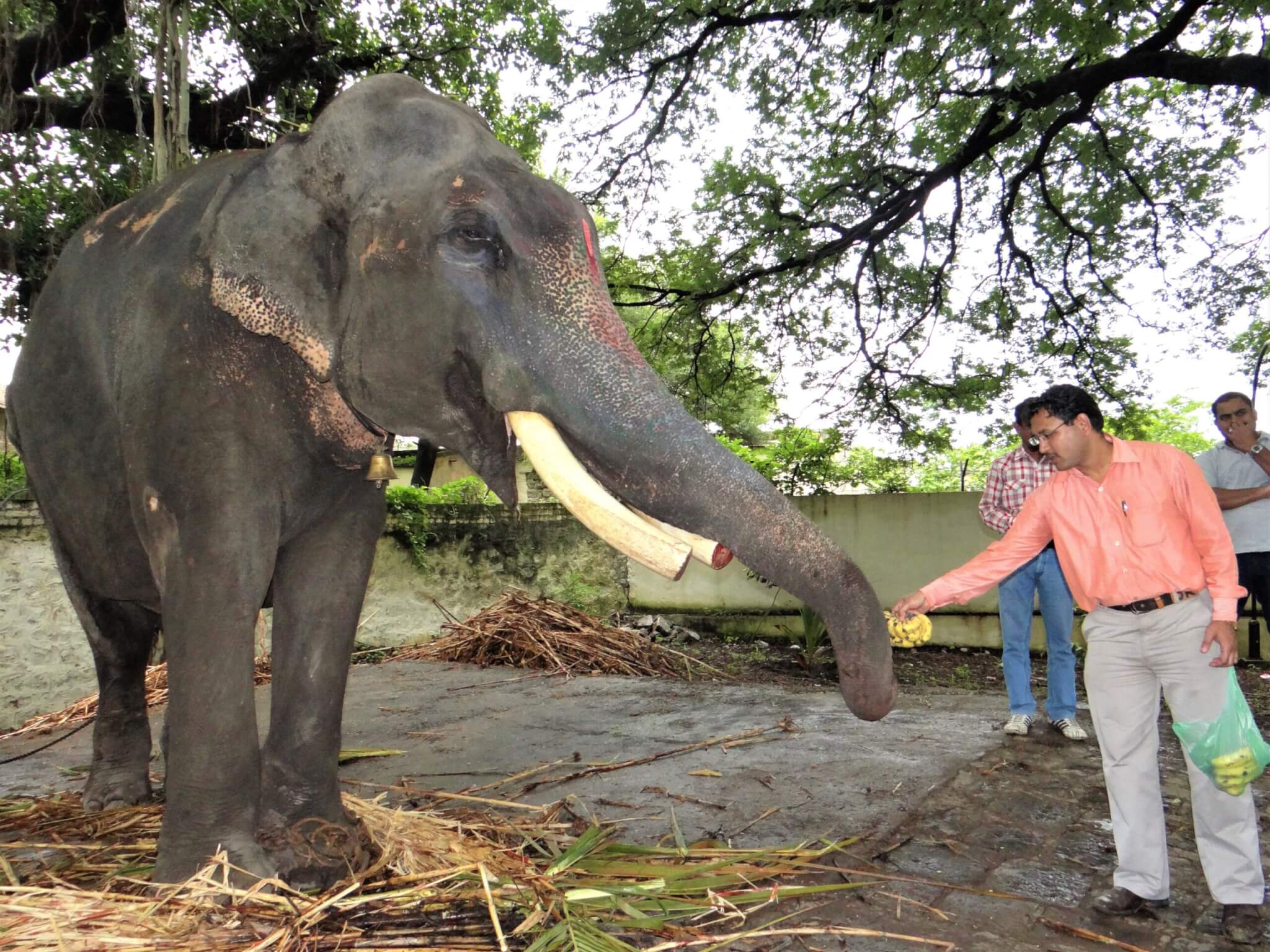An Animal Rahat veterinarian offers Gajraj a banana. A rusty chain is tied around the elephant's front right leg.