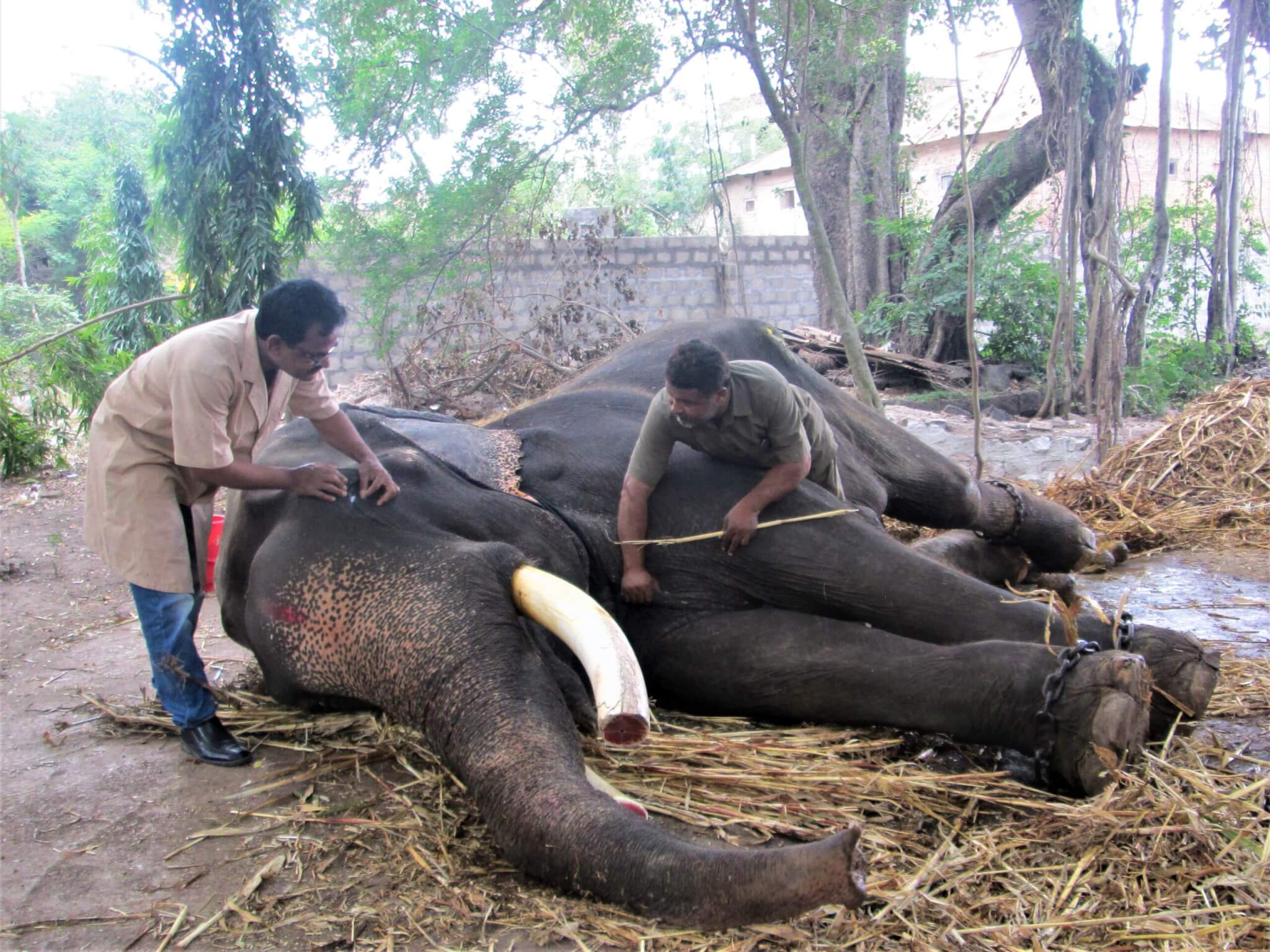Gajraj lies sedated but still chained by at least three legs while an Animal Rahat veterinarian examines his eye to determine the extent of a problem with it.
