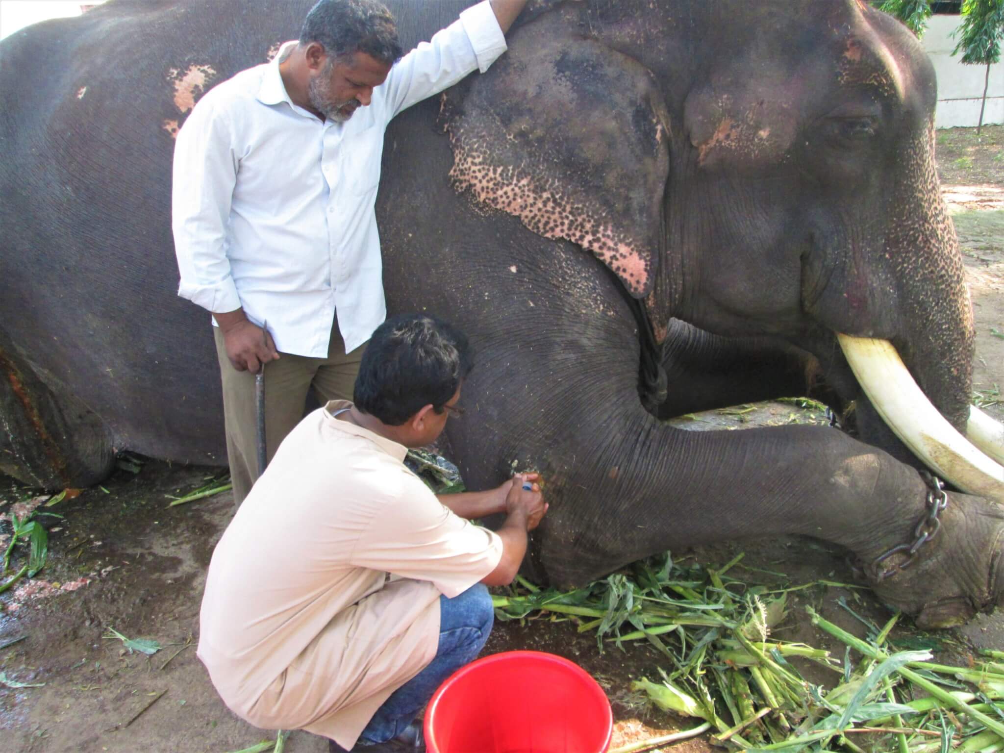 Gajraj lies down, a chain around his front leg, as a veterinarian treats the abscess on his elbow.