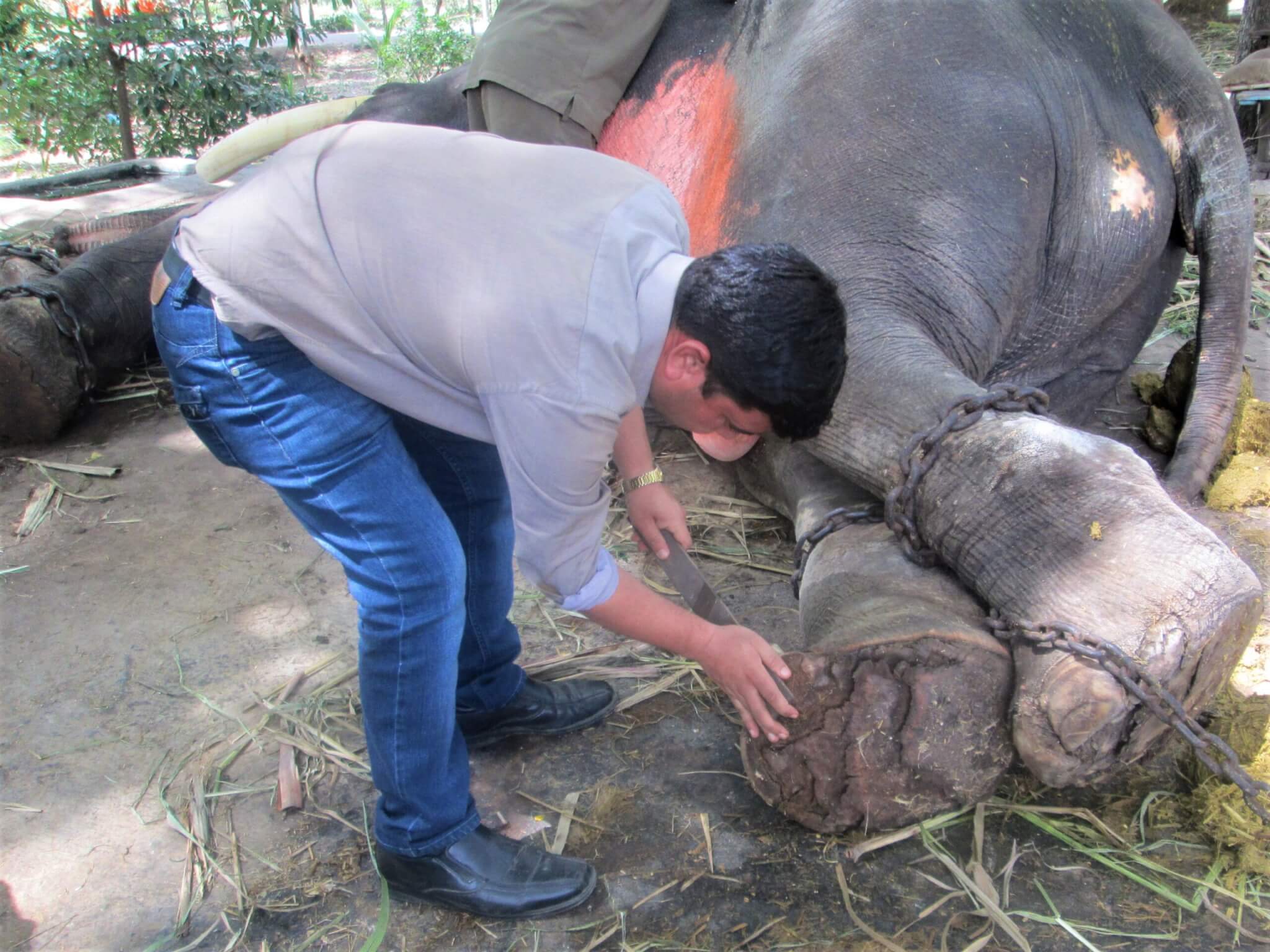 An Animal Rahat veterinarian uses a file to trim Gajraj's nails while he's sedated and chained.