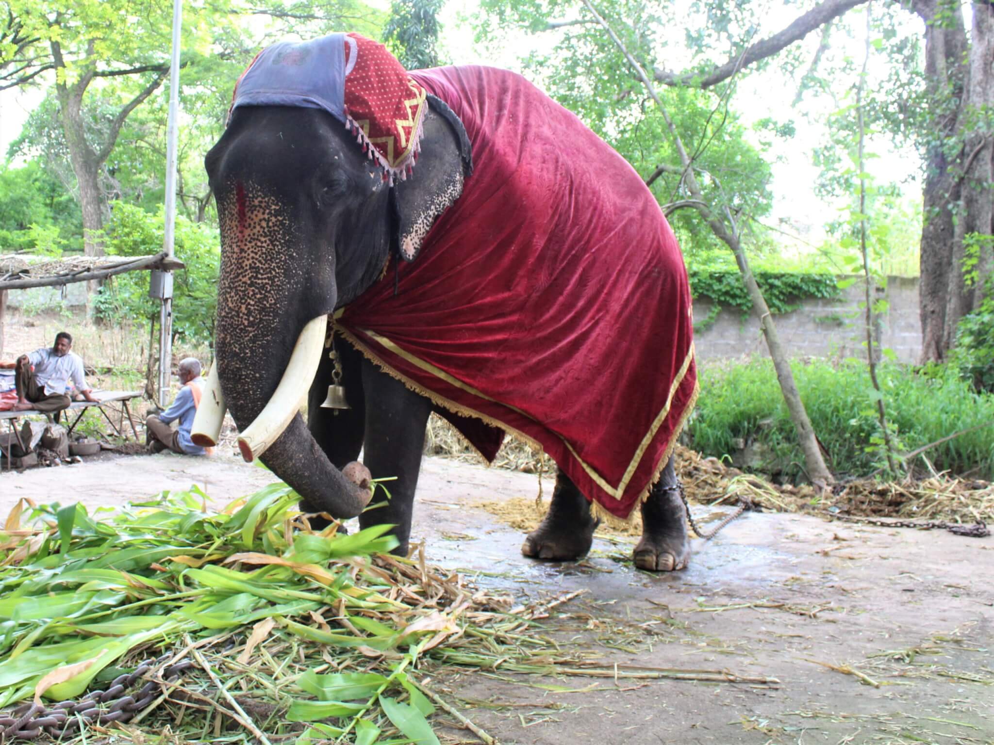 Gajraj is chained and draped in cloths at the temple that held him captive for more than 50 years.