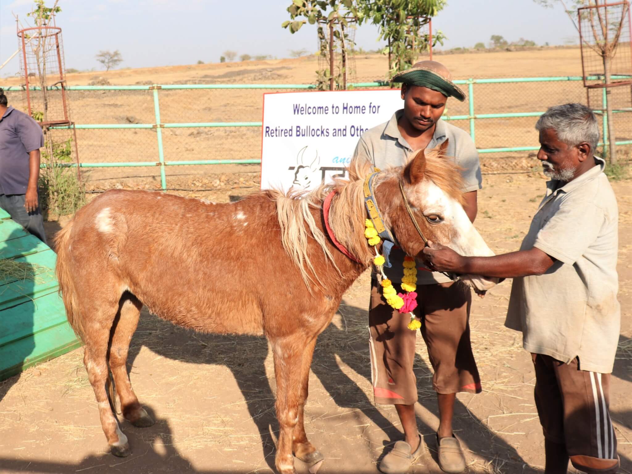 Fresh off the transport truck, rescued pony Roshani receives a flower garland and affection from one of the sanctuary's caretakers.