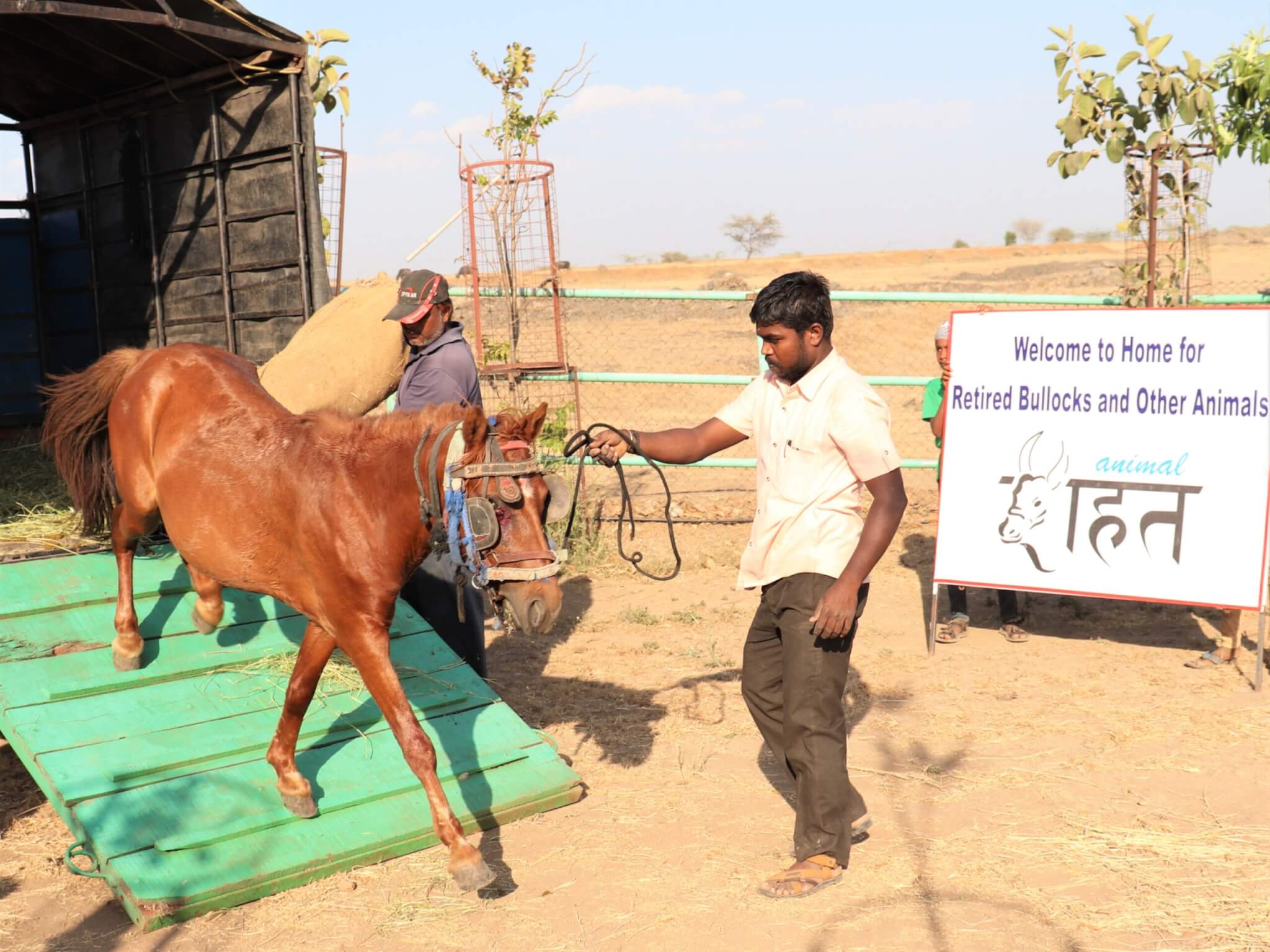 The team leads rescued pony Sallu off the transport truck.