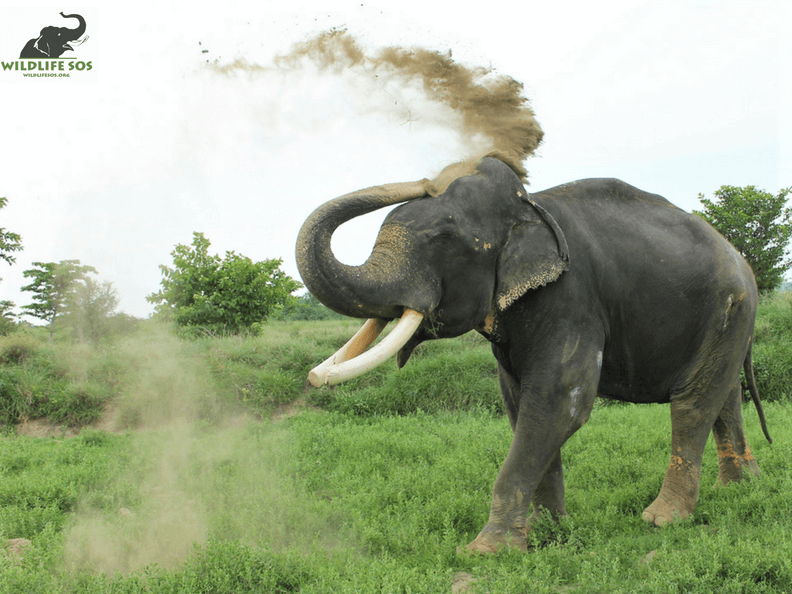 Gajraj gleefully tosses dirt into the air and onto his back, clearly enjoying himself in his sanctuary home.