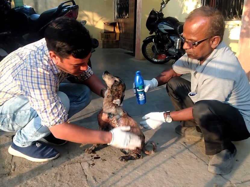 Two Animal Rahat staff members work together to clean the last of the tar from Champi's body. Enough tar has been removed now that she no longer requires sedation while the staff apply oil.