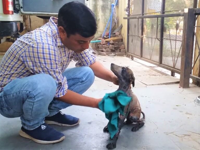An Animal Rahat veterinarian gently wipes oil from Champi's body. The tar is nearly all gone.