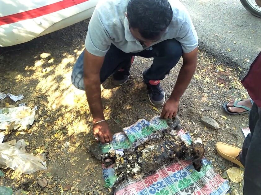 An Animal Rahat staff member gently lays a sedated Champi on a small blanket. Her entire left side is covered with coal tar, trash, and other debris.