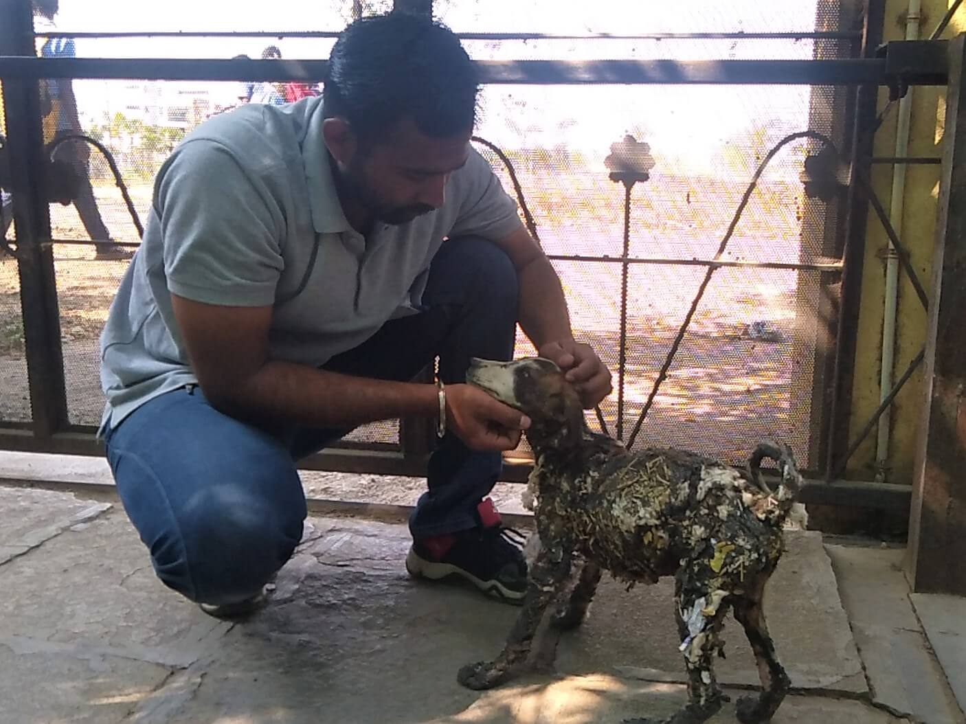 One of Animal Rahat's animal-care experts gives Champi some affectionate head scratches as he examines her.