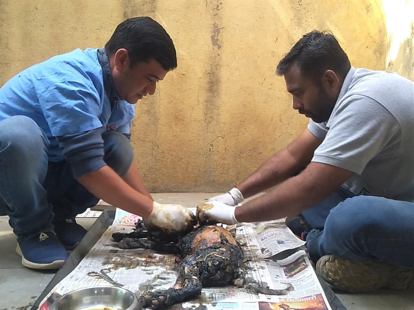 Two Animal Rahat staff members begin the process of carefully removing the tar from Champi's tiny, sedated body.