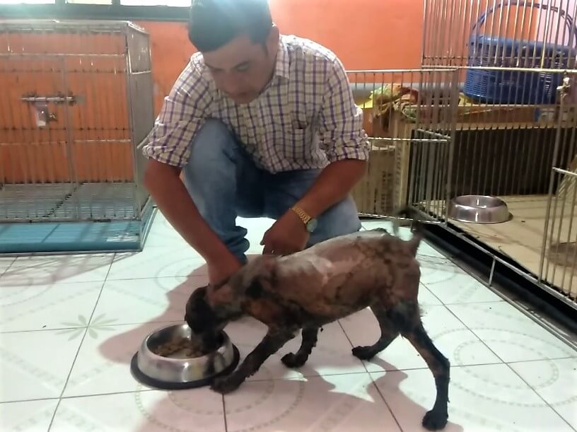 An Animal Rahat veterinarian watches over Champi as she eagerly eats a hearty meal.