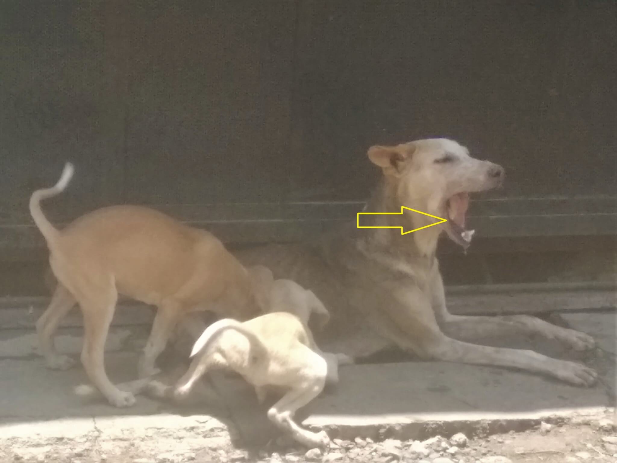 This mother dog opens her mouth wide, revealing a piece of the bone stuck in her jaw (indicated by a yellow arrow), while her two pups attempt to nurse.