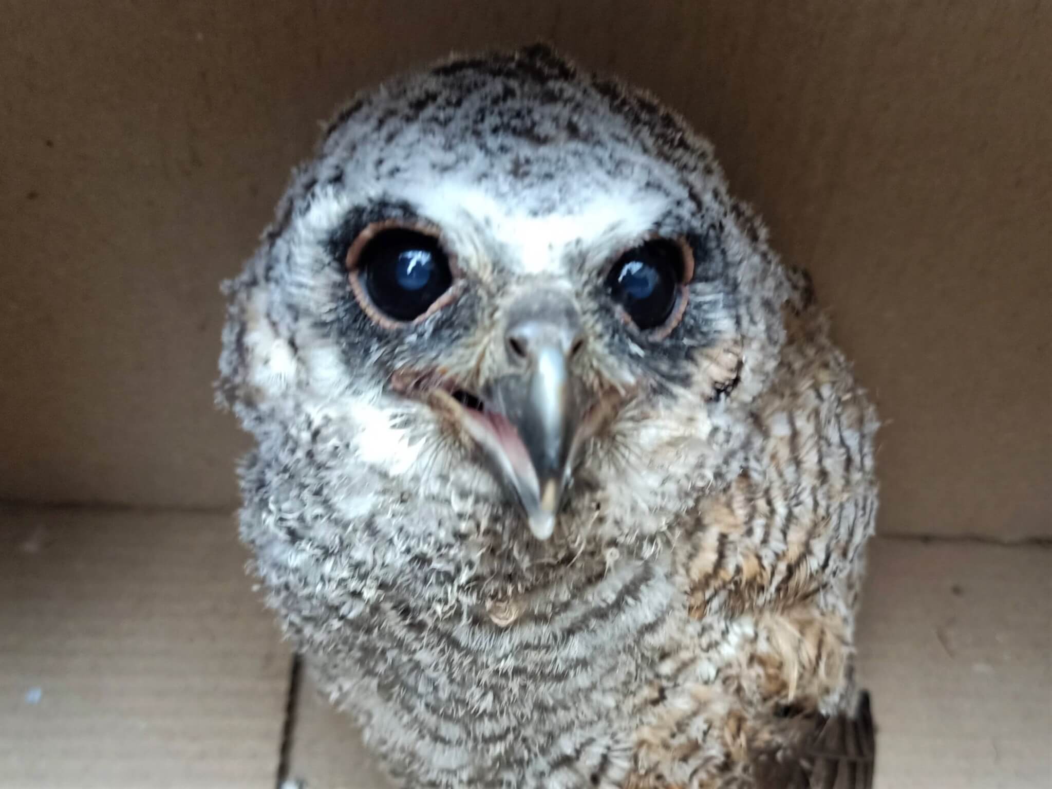 The baby owl is secured in a cardboard box, waiting to be carried back up to his nest.