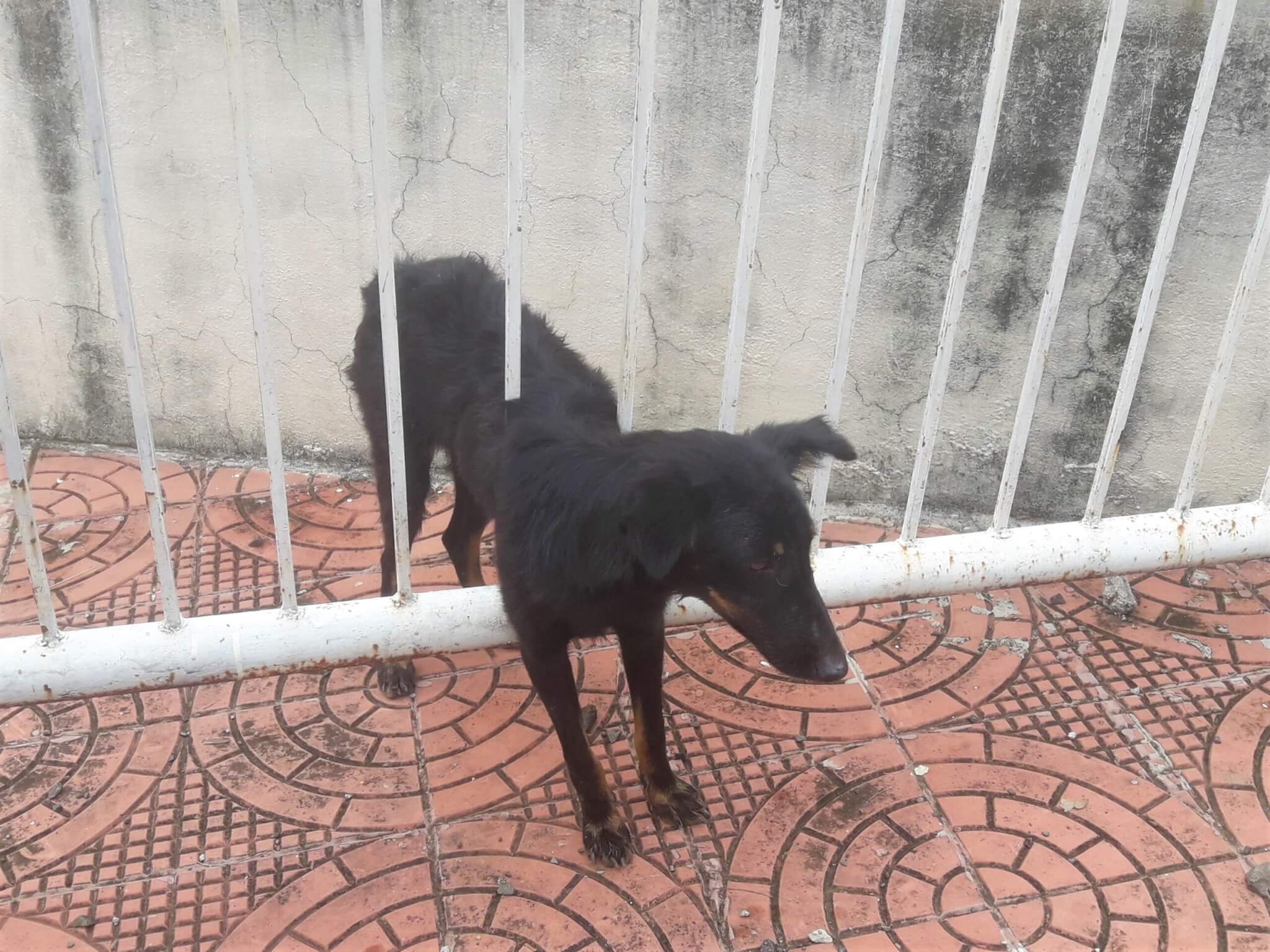 Hiresh remains calm, trapped between the bars of a gate and waiting for help.