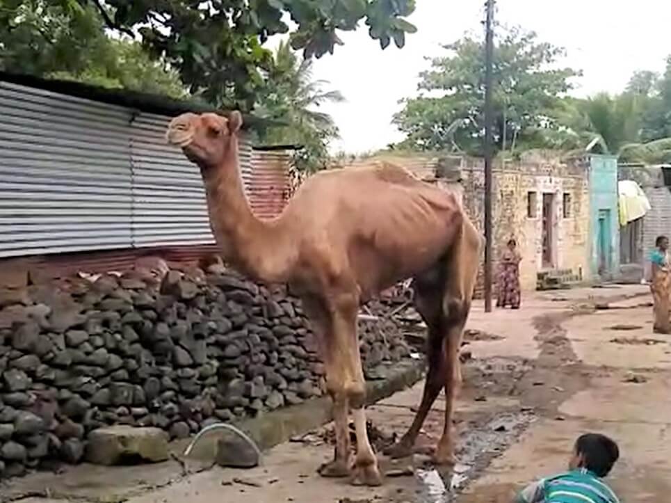 Samarth wanders through the village where he was abandoned.