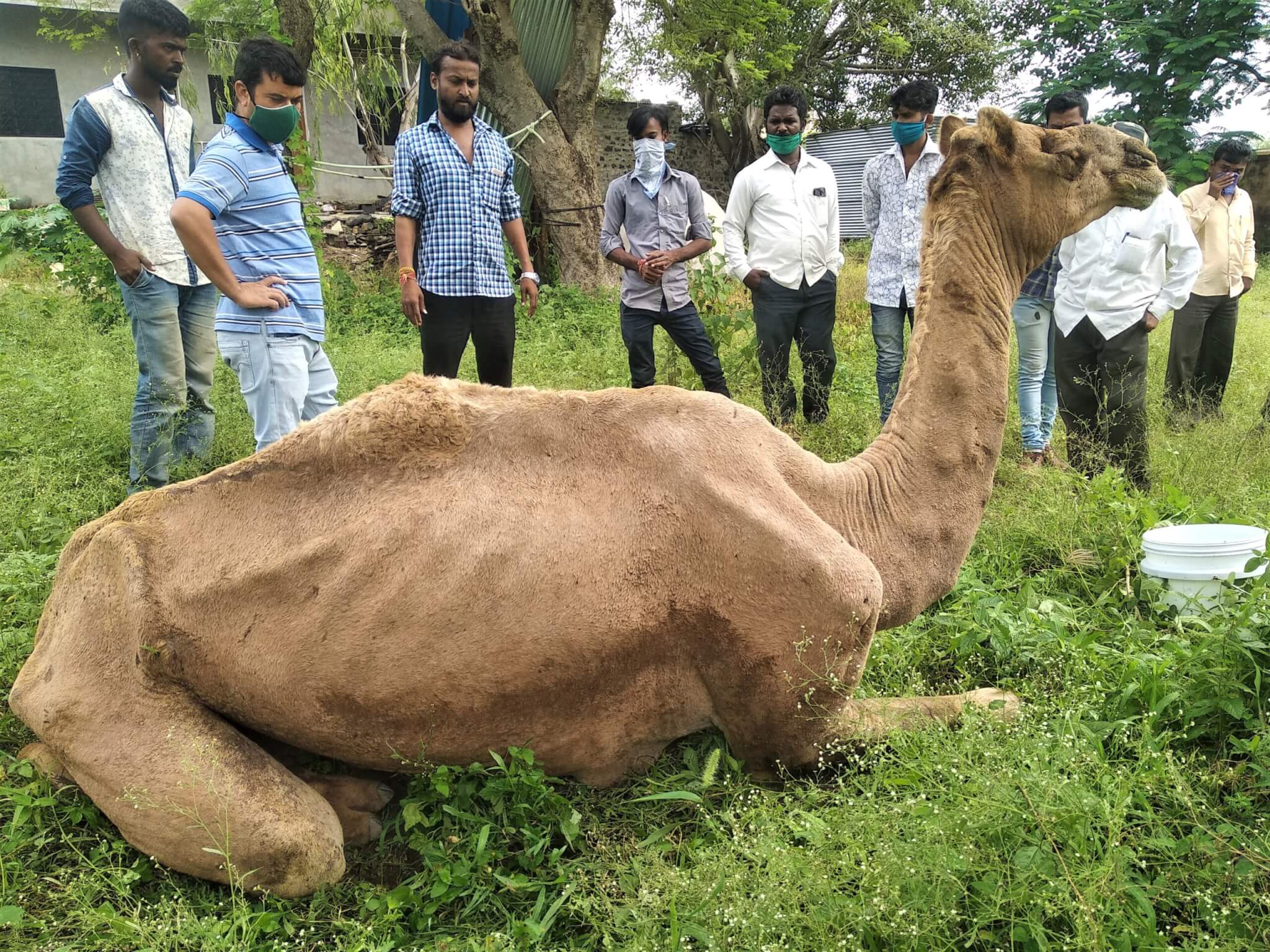 Animal Rahat's team gather around Samarth with villagers and officials to discuss how to help the ailing camel.