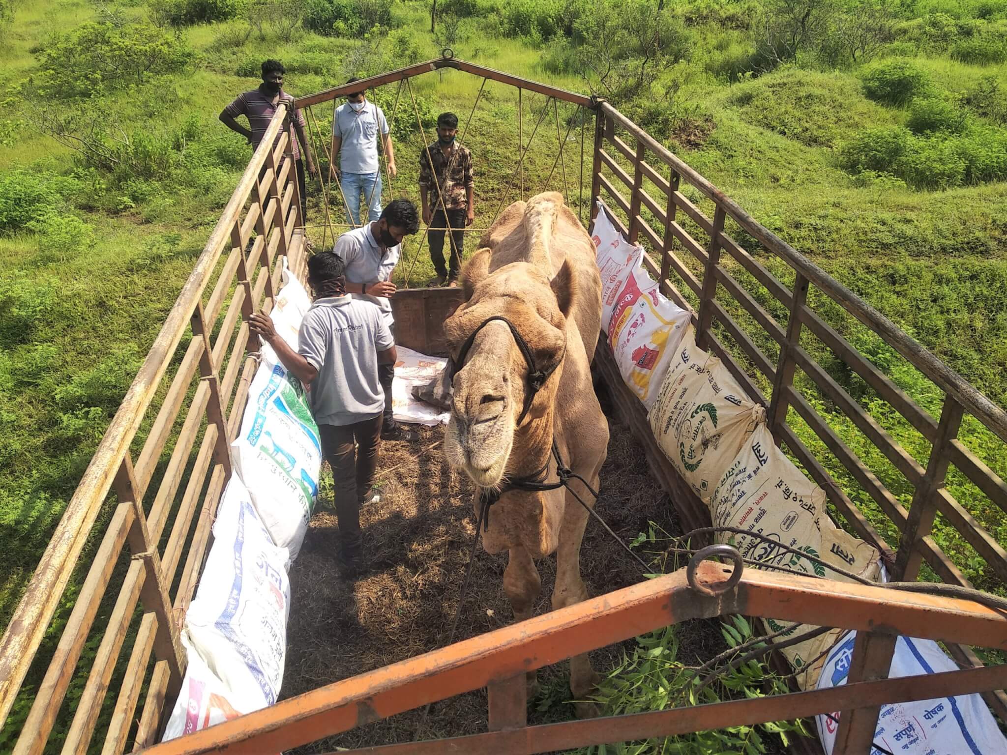 Samarth stands in the well-padded truck bed, ready to go to his new sanctuary home.