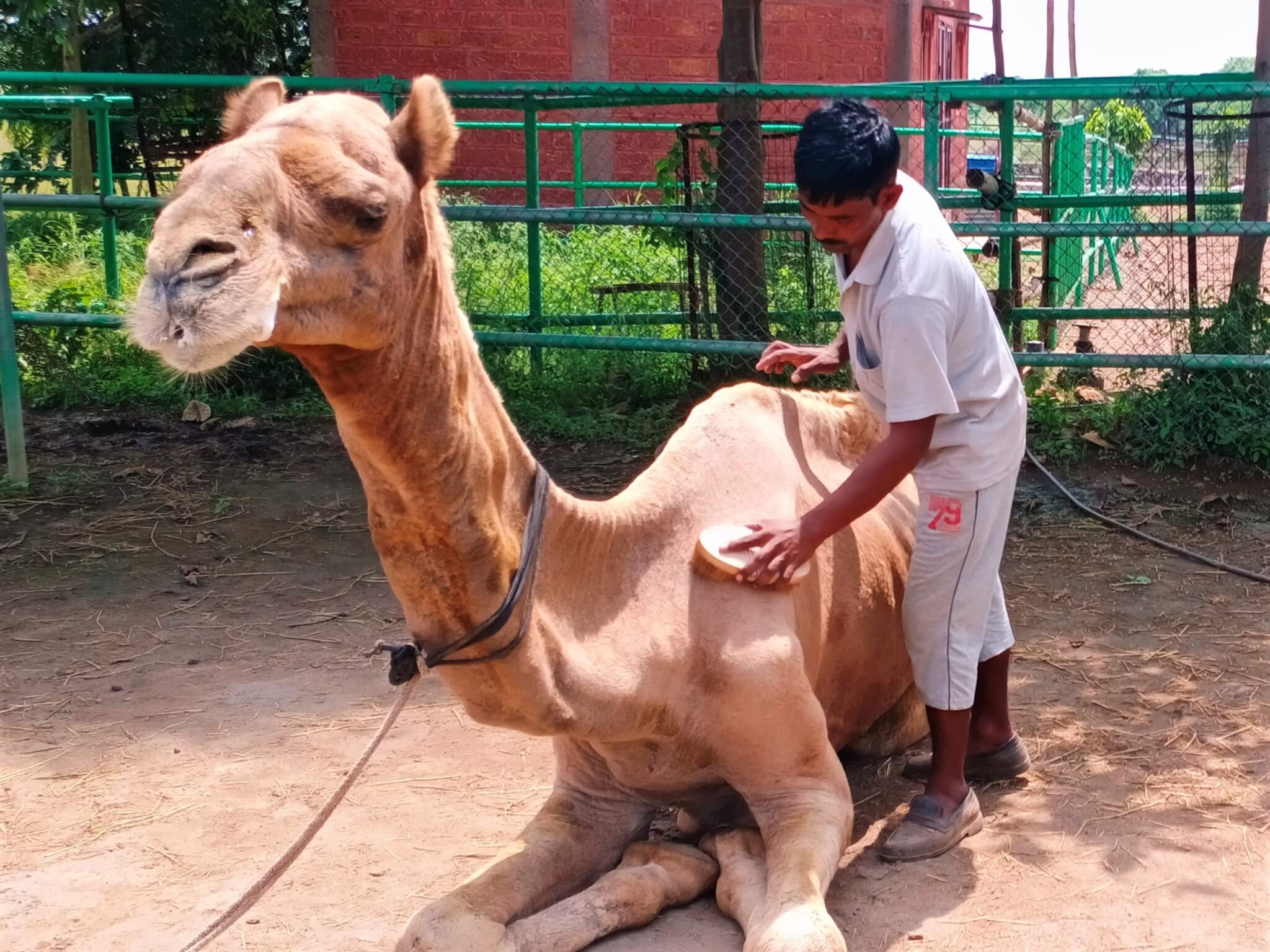 An Animal Rahat staff member grooms Samarth at the sanctuary.