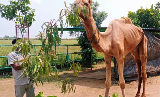 Abandoned, Sick, and Starving Camel Finds Sanctuary