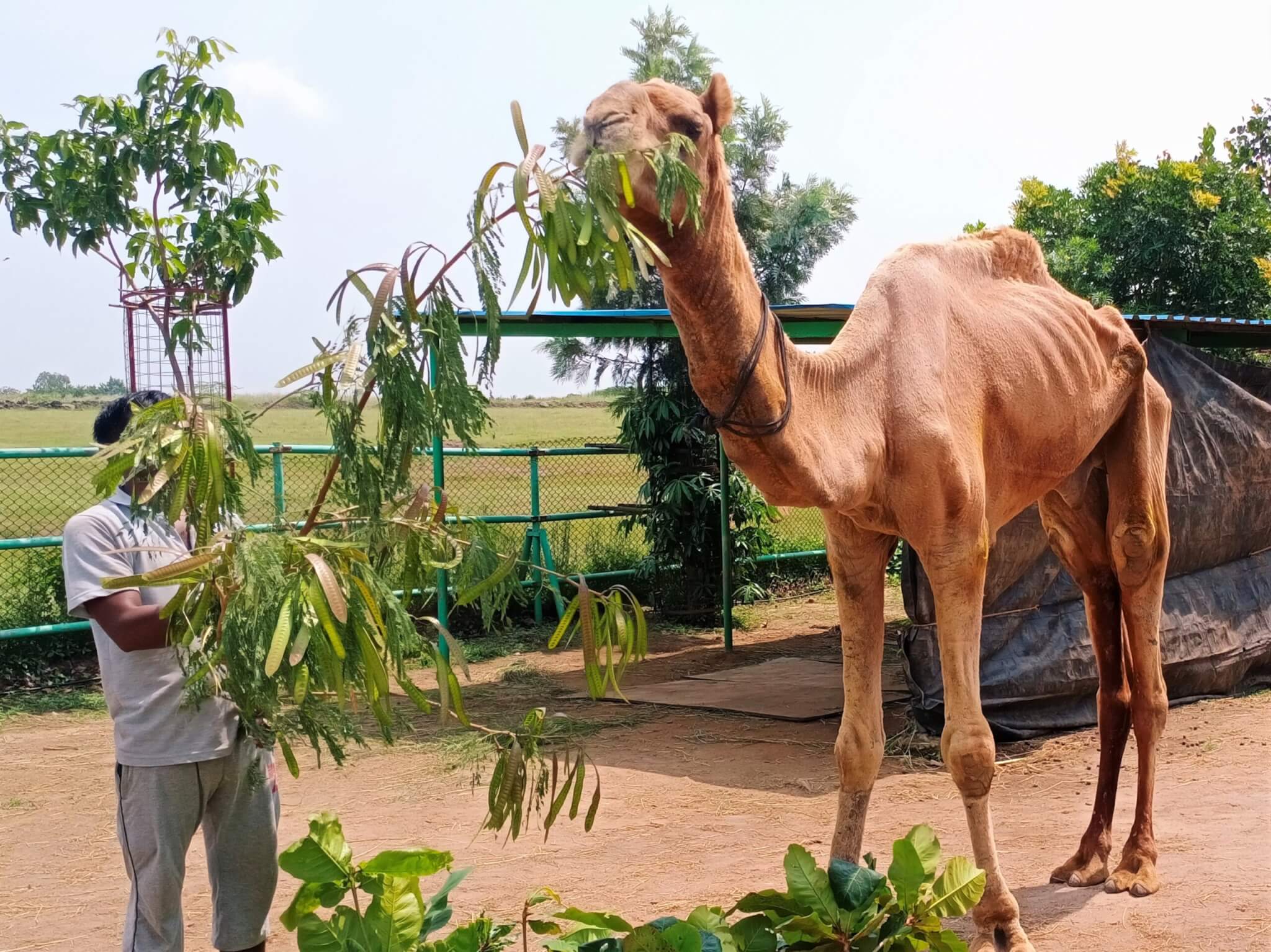 Samarth eagerly eats fresh green leaves. Meals like this will help him return to a healthy weight.