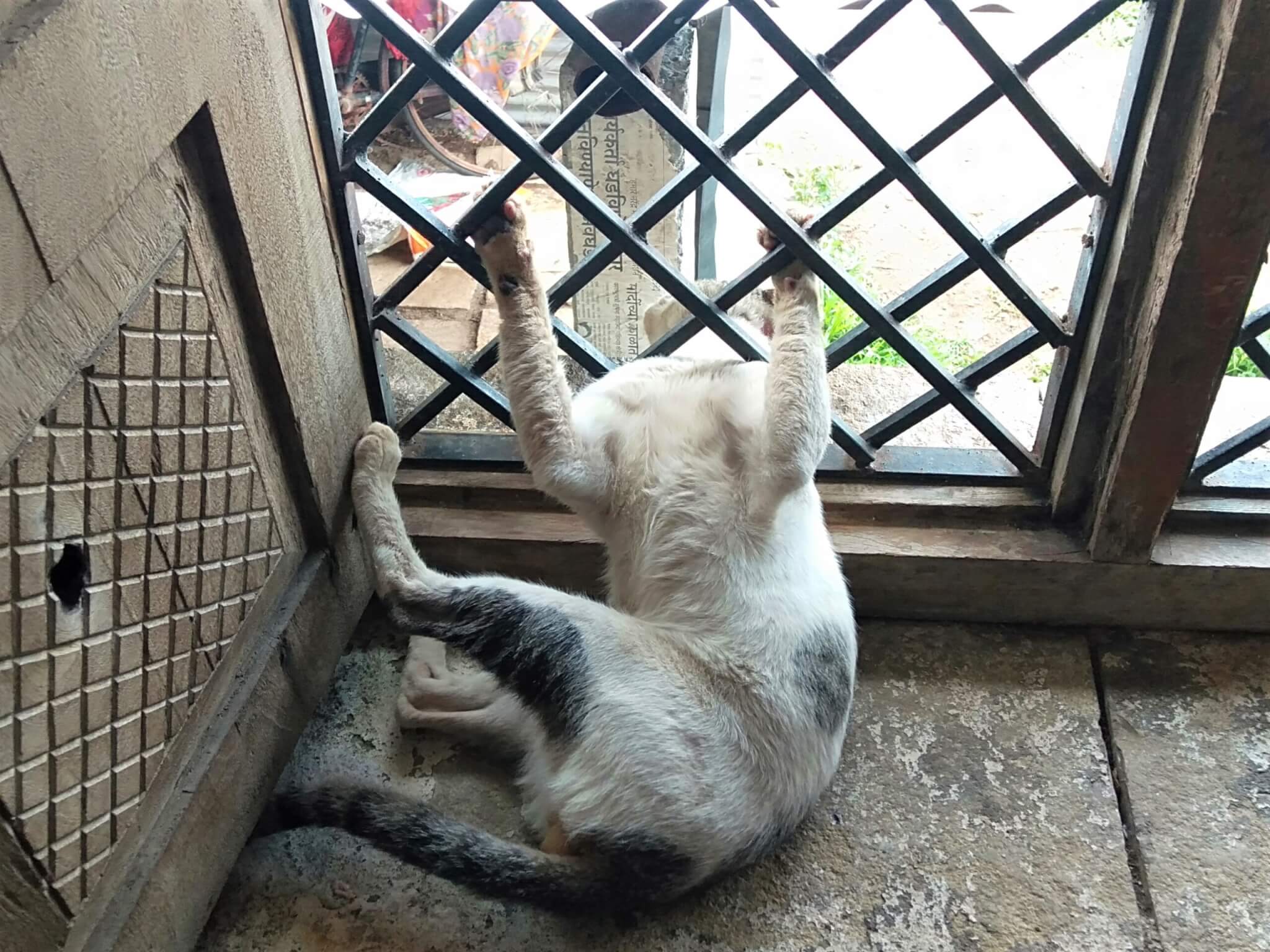 Gatik spent seven hours twisting and turning, struggling to free his head from this metal window grate.