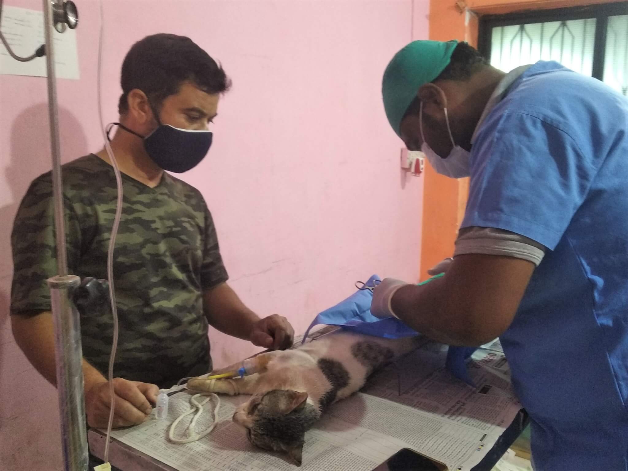 Back at the office, an Animal Rahat veterinarian sterilizes Gatik.