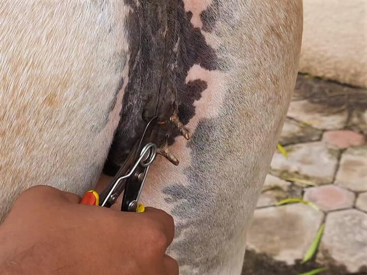 An Animal Rahat veterinarian cuts through one of the wire loops piercing the pony's vulva.