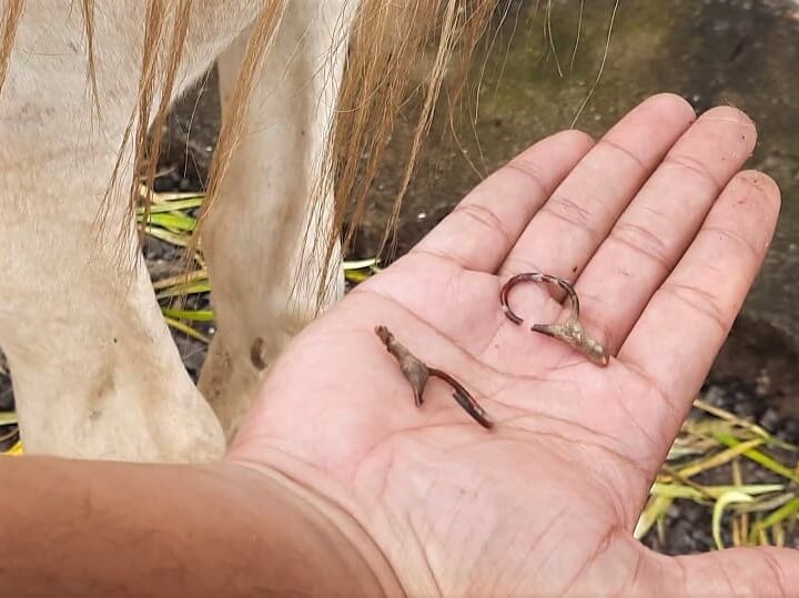 alt text: Two thick pieces of copper wire were removed from the pony's vulva.