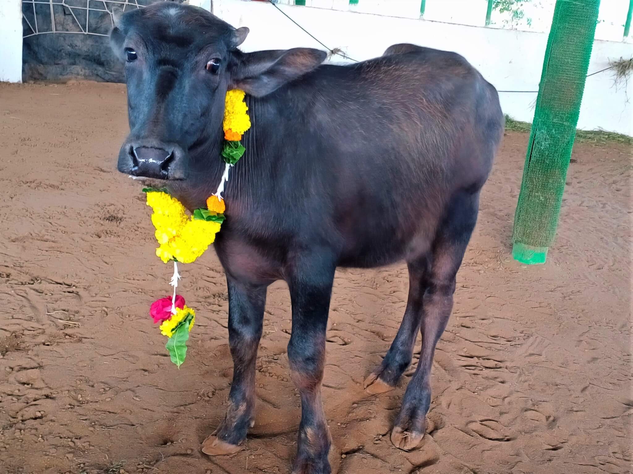 Bablu gave a butcher the slip to enjoy his first moments in his new home.