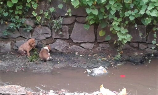 Watch: Puppies Rescued From Nearly Drowning in Ditch