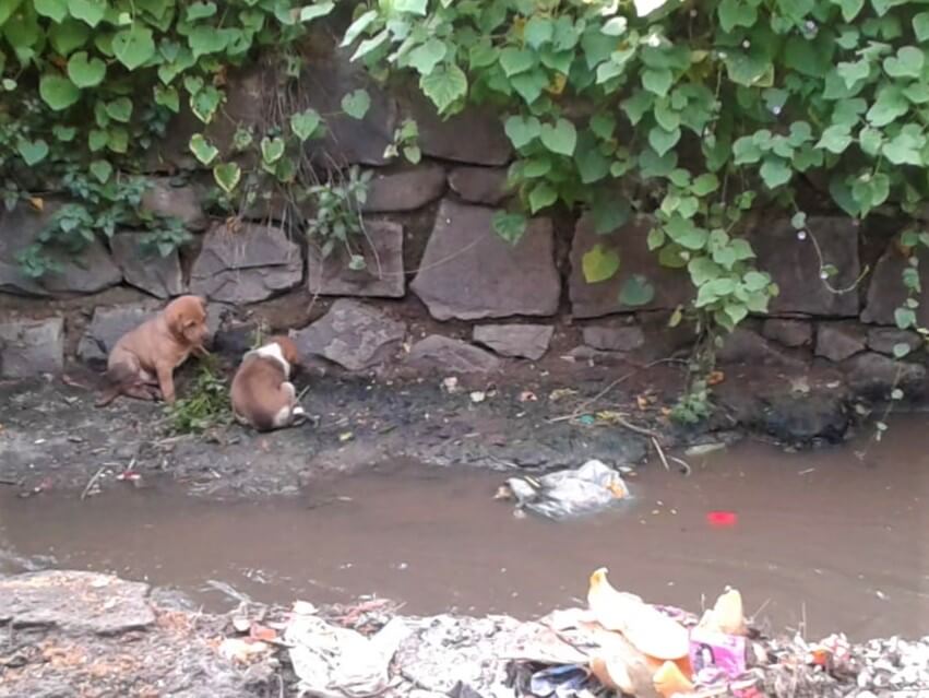 Two puppies are stranded in a drainage ditch dangerously close to rushing sewage water.