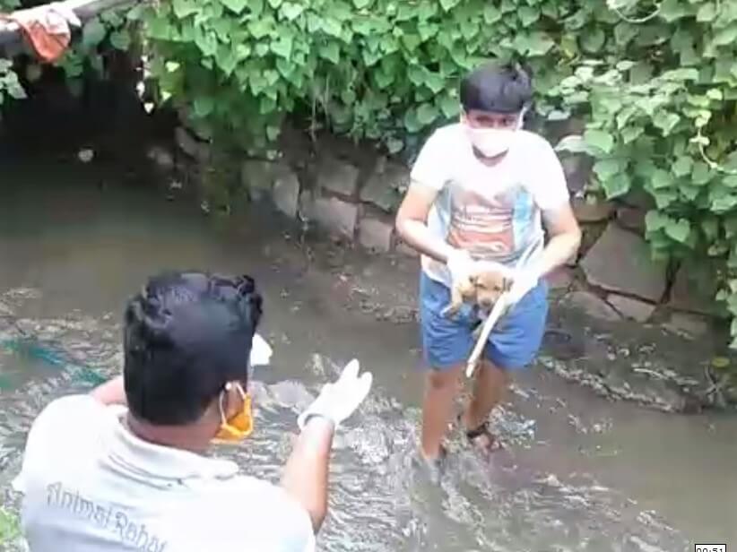 The kind young boy hands one of the puppies to an Animal Rahat team member.