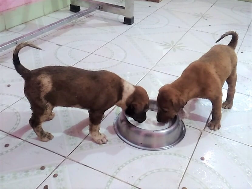 The puppies enjoy treats and healthy meals at Animal Rahat's office.