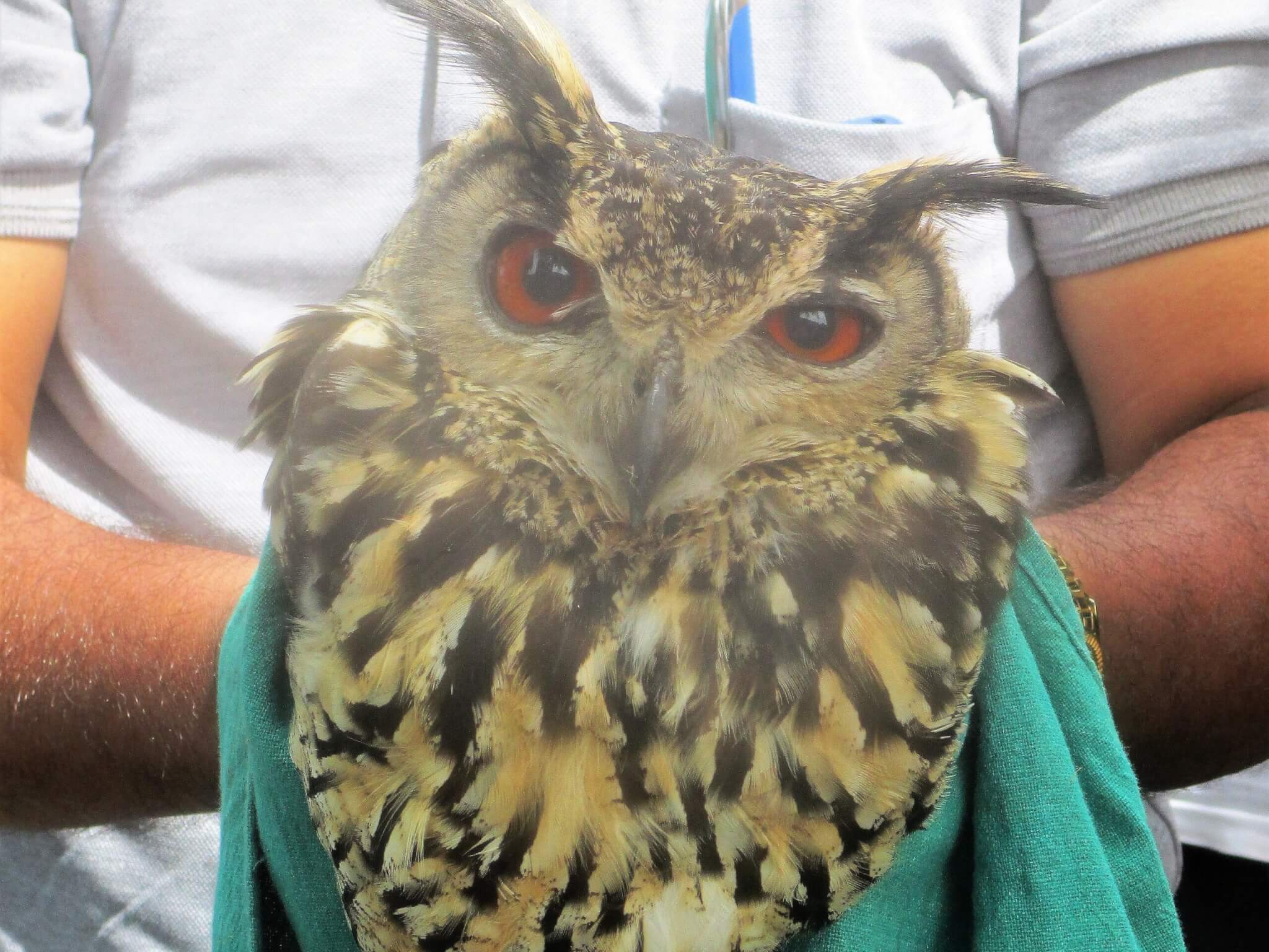 An Animal Rahat staff member holds this gentle, flightless owl as he's examined for injuries.