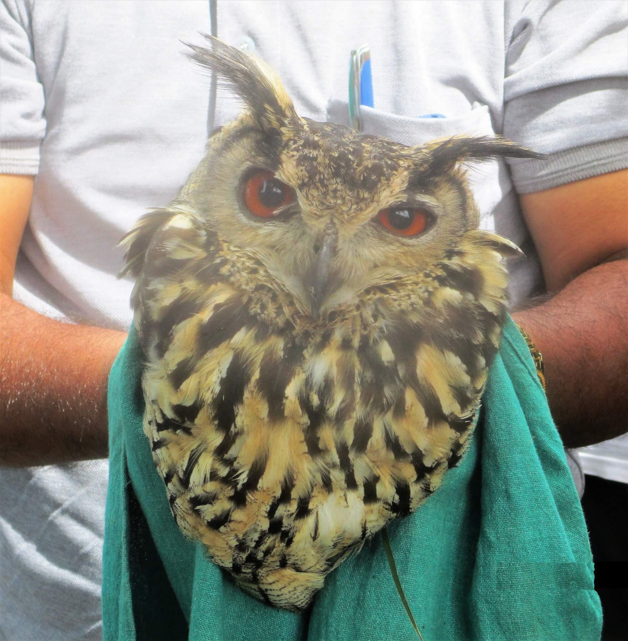 An Animal Rahat staff member holds this gentle, flightless owl as he's examined for injuries.