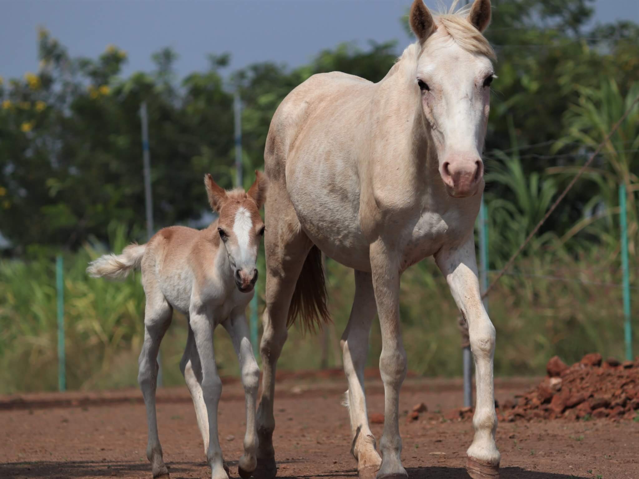 Pony Jaya and her colt, Rudi, stroll around the spacious sanctuary together.