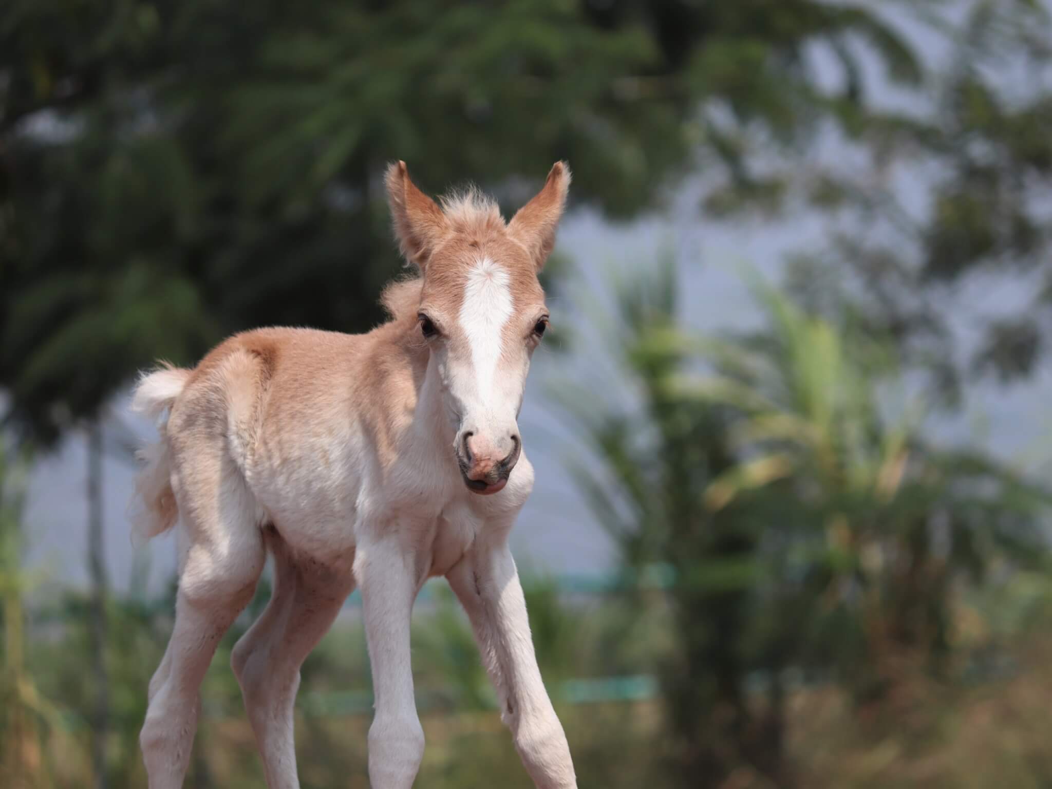 Rudi the foal is the newest resident of Animal Rahat's sanctuary.