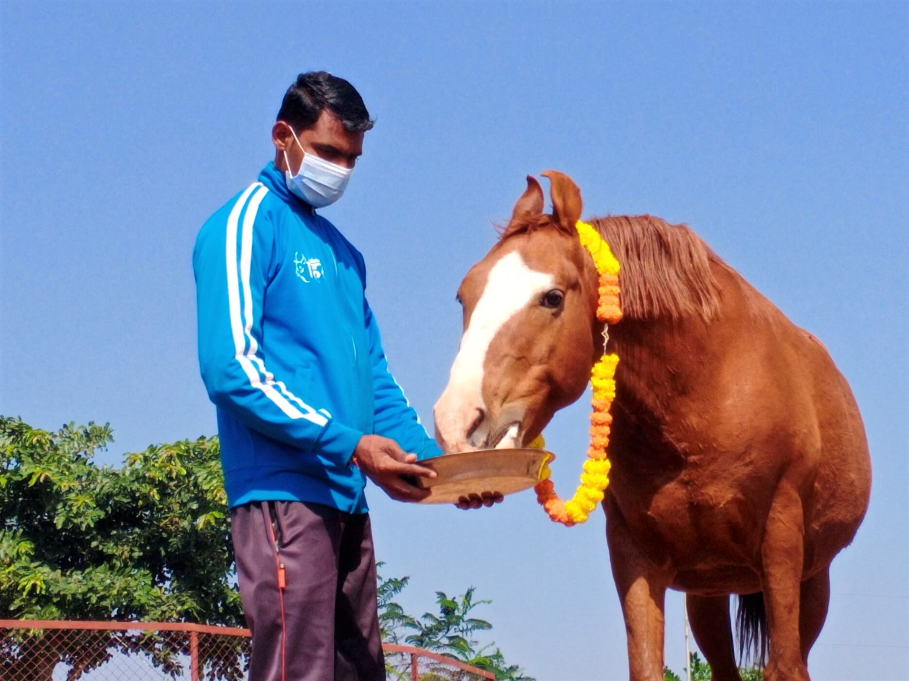 A sanctuary staffer holds a dish of fruit and jaggery for retired horse Sultan to munch.